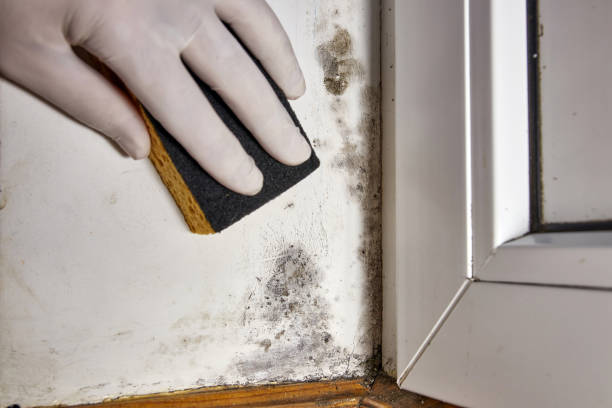 Forensic Mold Investigation in Hephzibah, GA