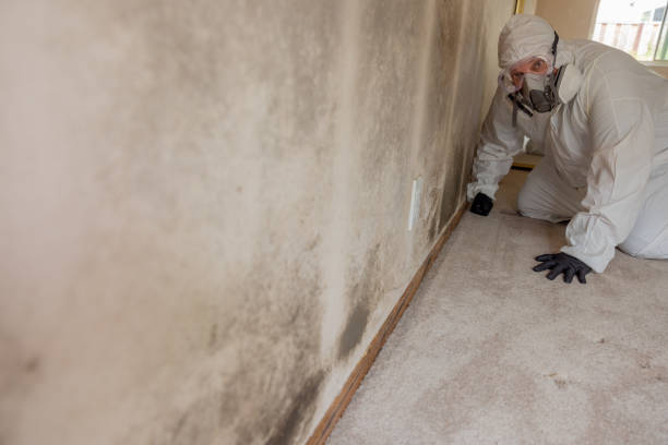 Best Mold Odor Removal Services  in Hephzibah, GA